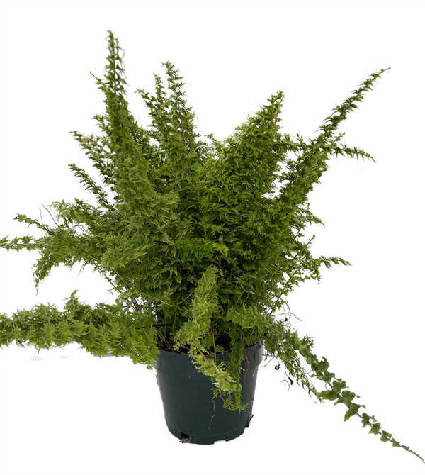 Emerald Vase Fern - Nephrolepis exaltata - 6" Pot