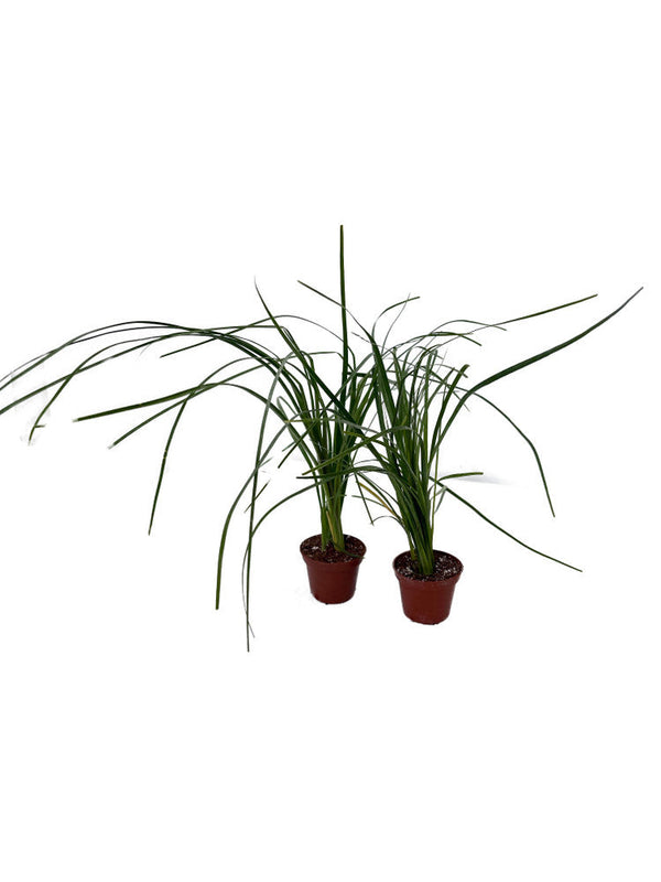 Ponytail Palm - Beaucarnea - 2 Plants in 2" Pots